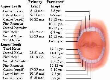 Pediatric Tooth Development